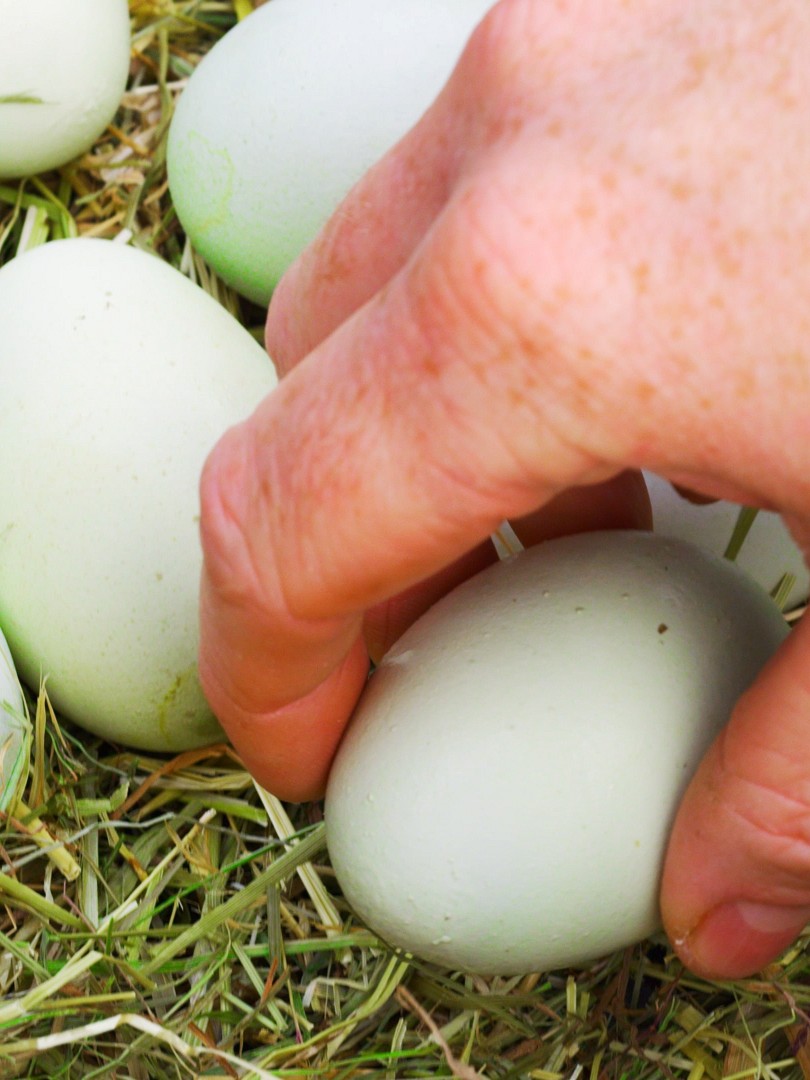 Eier von den hauseigenen Hühnern werden eingesammelt.