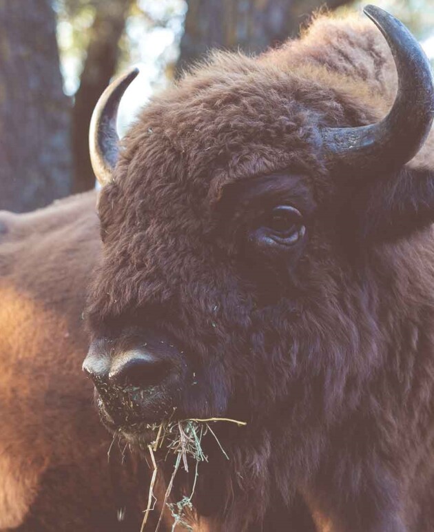 Ein Wisent im Wisentreservat.