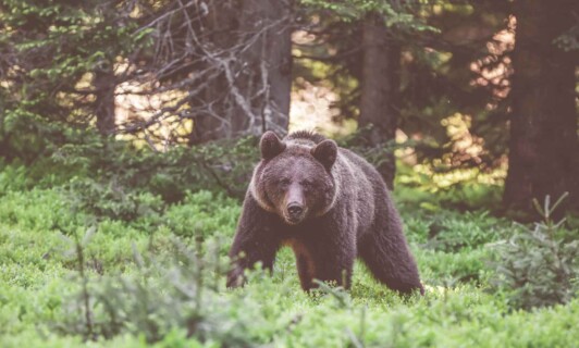 Ein Bär im Bärenwald.