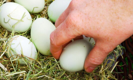 Eier von den hauseigenen Hühnern werden eingesammelt.