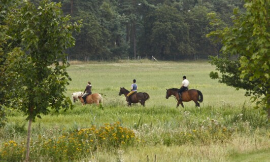 Drei Reiter auf einer Wiese.