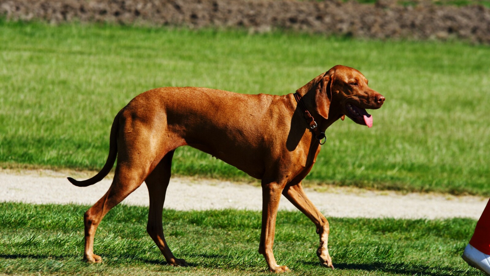Ein Hund im Schlosspark.