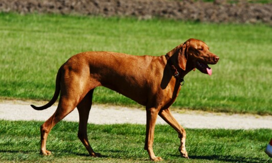 Ein Hund im Schlosspark.