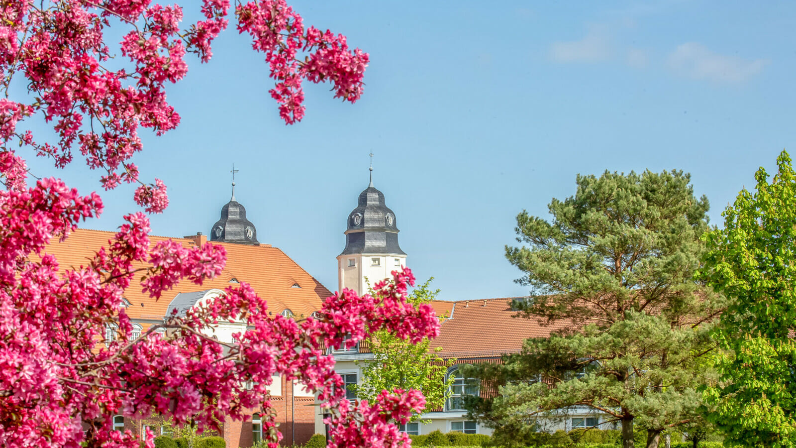 Rosa Blumen und dahinter das Schloss Fleesensee im Frühling.