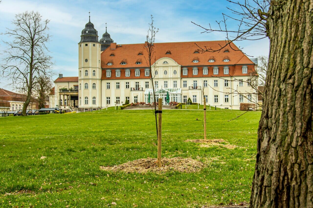 Baumsetzlinge hinter dem Schloss Fleesensee.