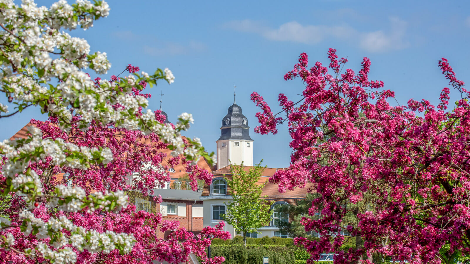 Bäume vor dem Schloss Fleesensee im Frühling.