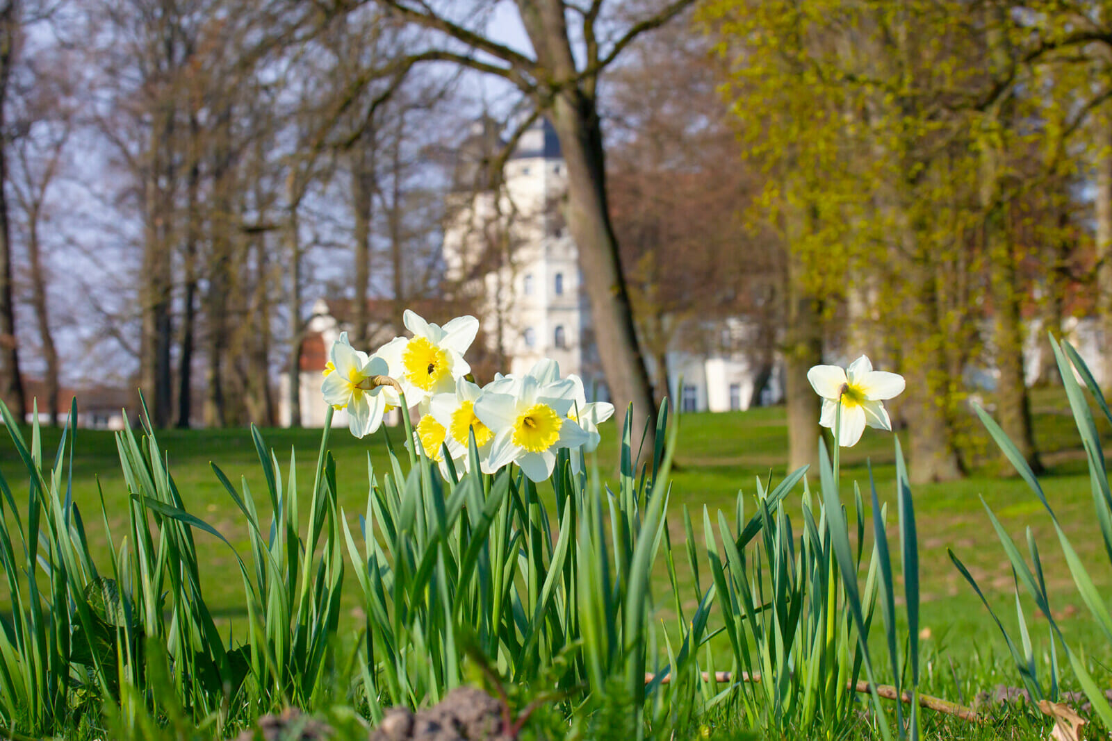 Osterglocken vor dem Schloss Fleesensee.