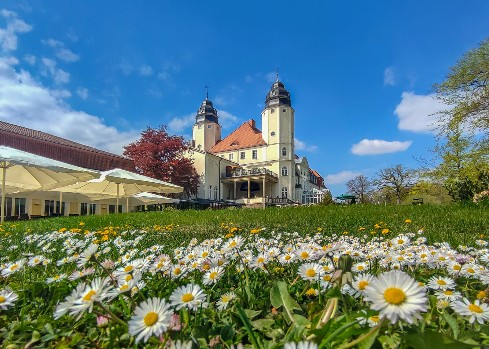 Gänseblümchen auf der Wiese vor dem Schloss Fleesensee.