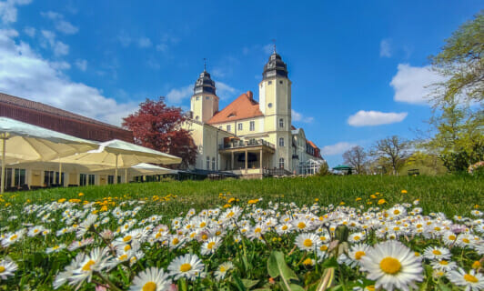 Gänseblümchen auf der Wiese vor dem Schloss Fleesensee.