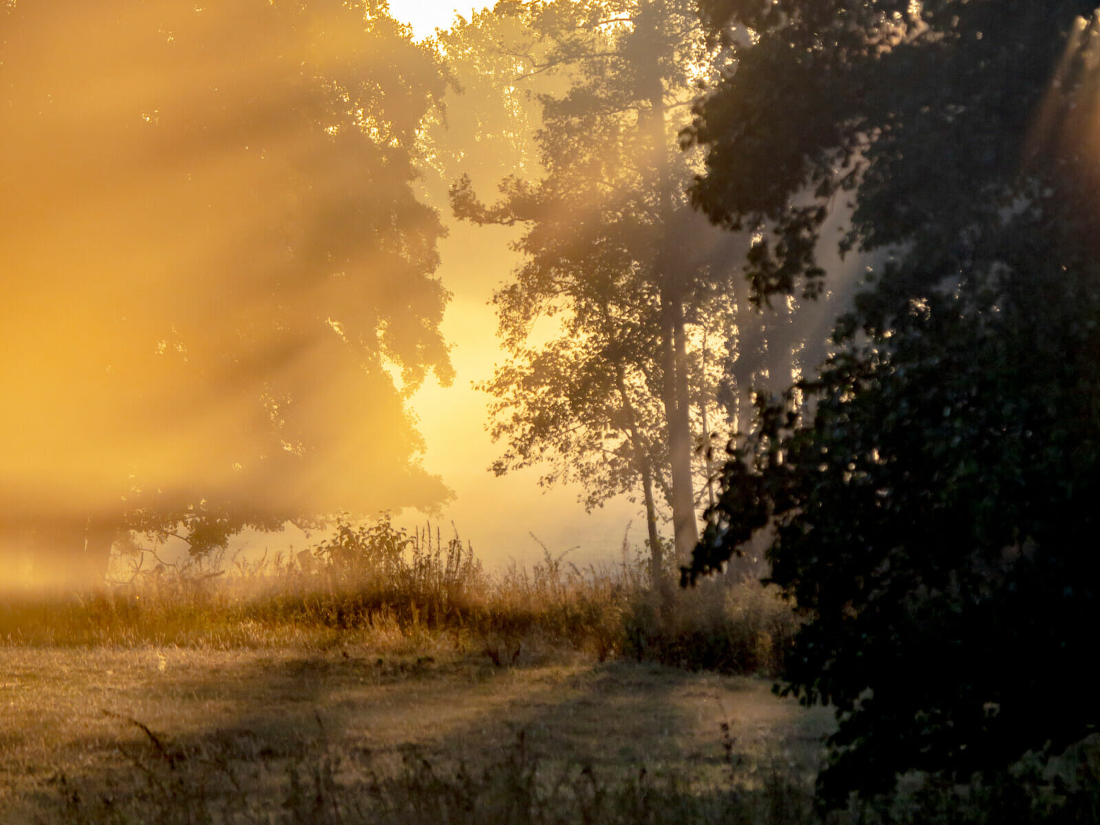 Sonnenschein zwischen Bäumen im Nebel im Herbst.