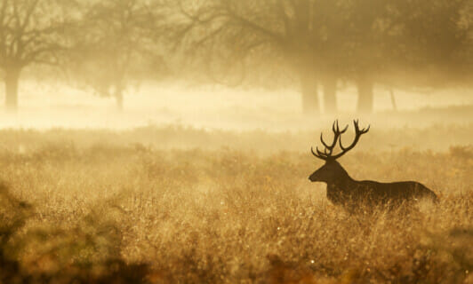 Ein Hirsch im Herbst auf einer nebeligen Wiese.