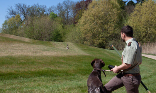 Ein Mann und ein Jagdhund beobachten eine Gans.