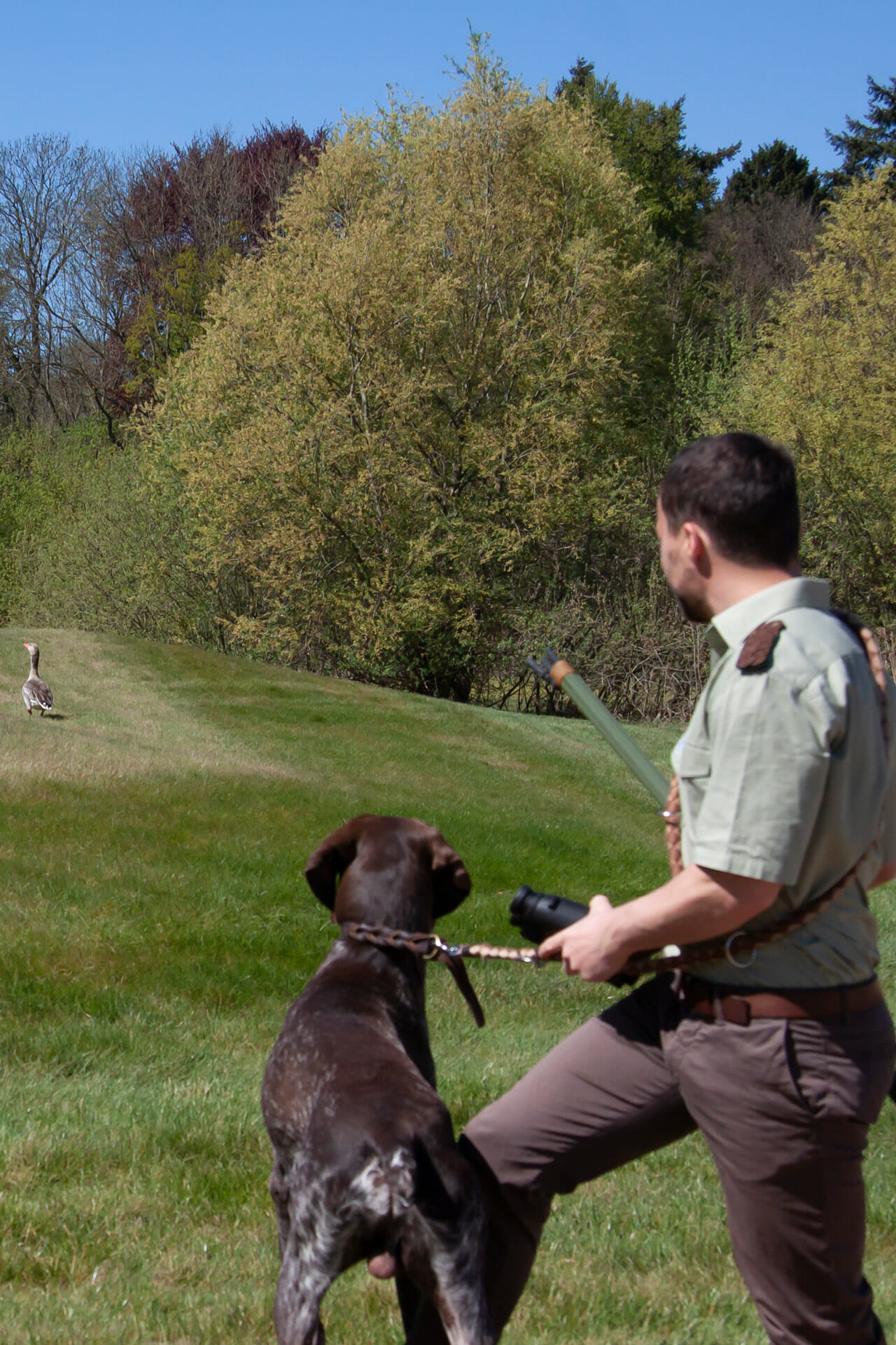 Ein Mann und ein Jagdhund beobachten eine Gans.