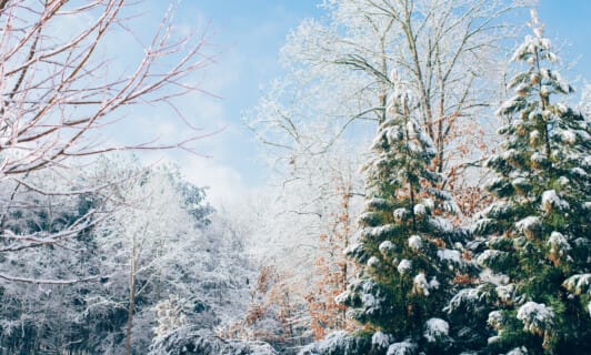 Ein Mischwald mit Schnee im Winter.