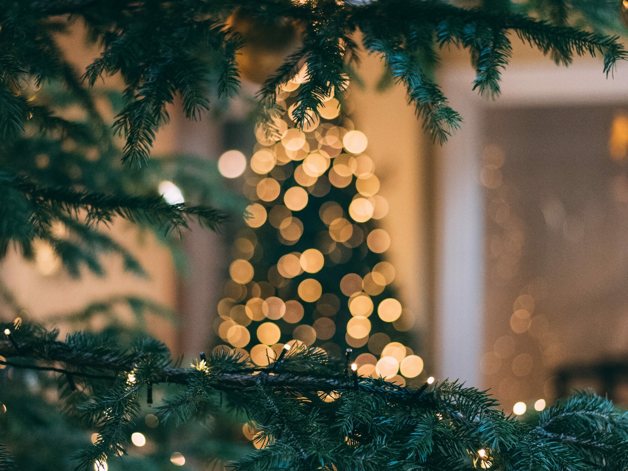 Tannenzweige mit Lichterketten und im Hintergrund ein Tannenbaum mit Lichterkette.