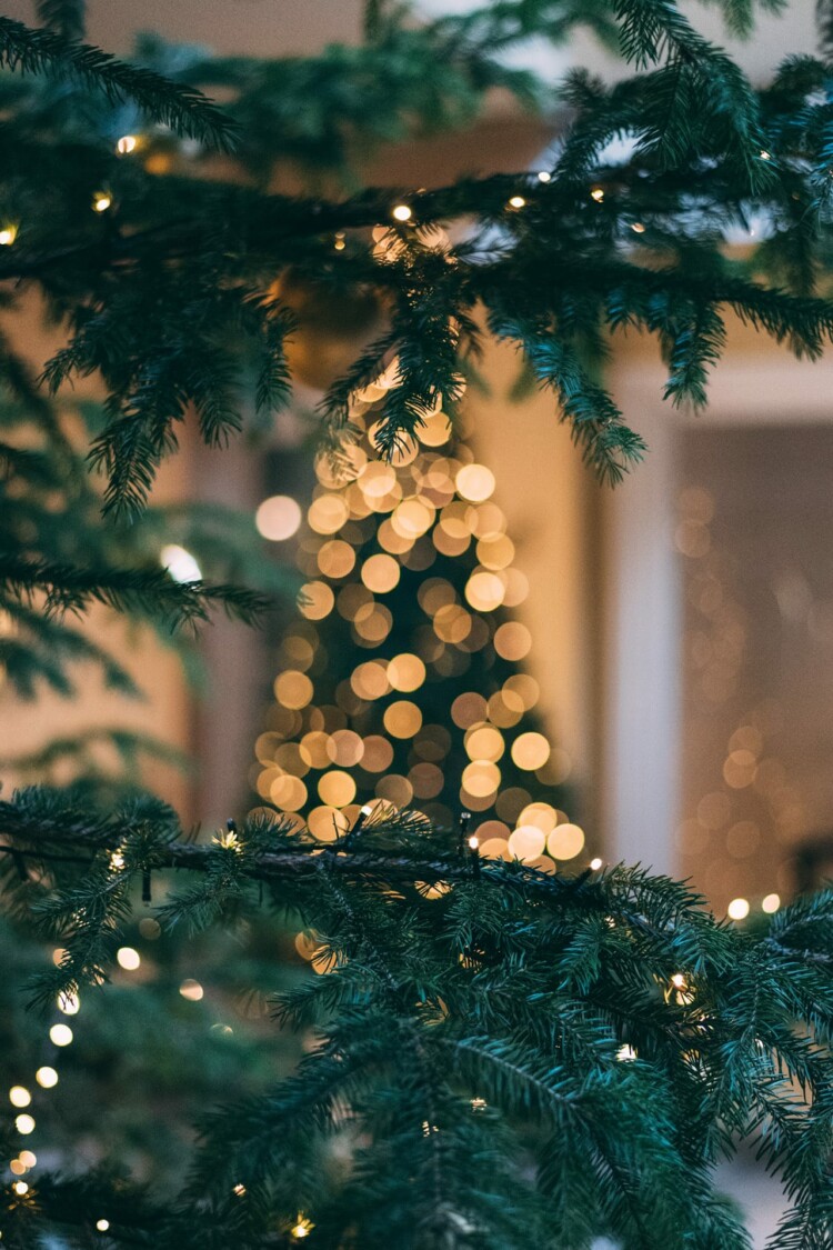 Tannenzweige mit Lichterketten und im Hintergrund ein Tannenbaum mit Lichterkette.