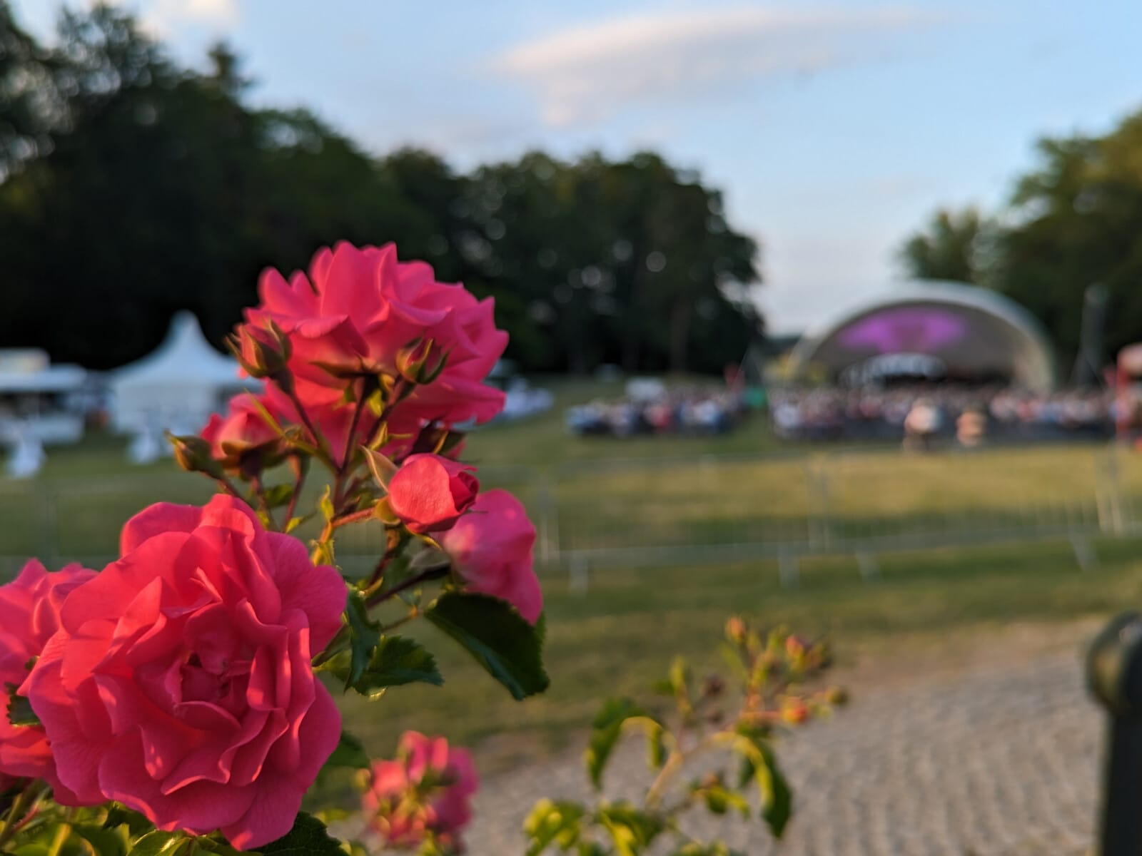 Blumen im Schlosspark Fleesensee