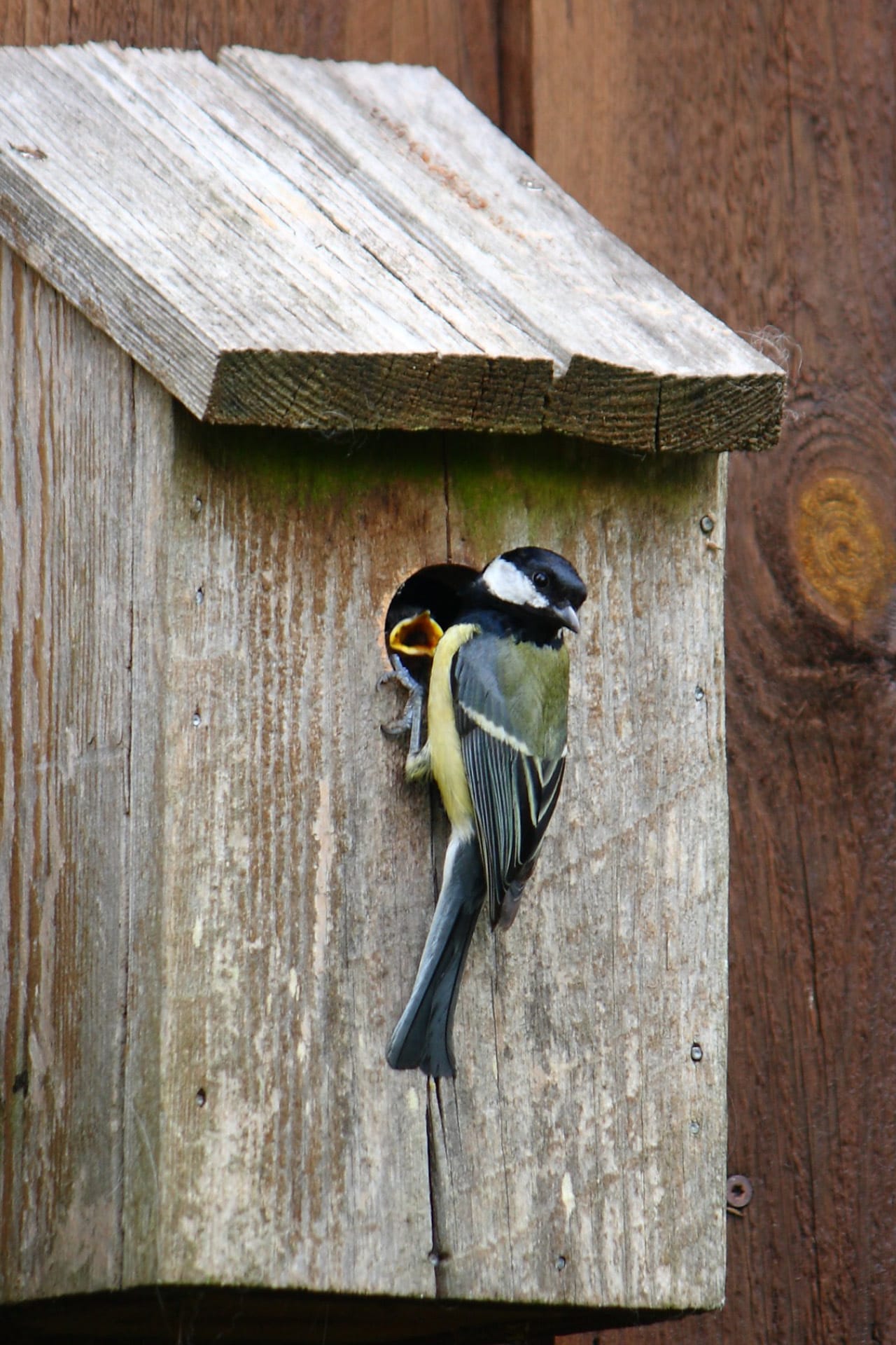 Meise am Vogelhäuschen bei einem Incentive im Schlosshotel Fleesensee