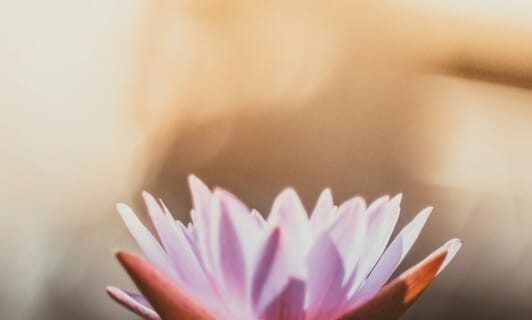 Das Wellnesshotel am Fleesensee mit Naturverbundenheit, Ayurveda und Signatur-Behandlungen