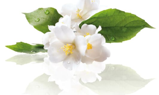 weiße Blüten symbolisch für die Sothys Spa Produkte