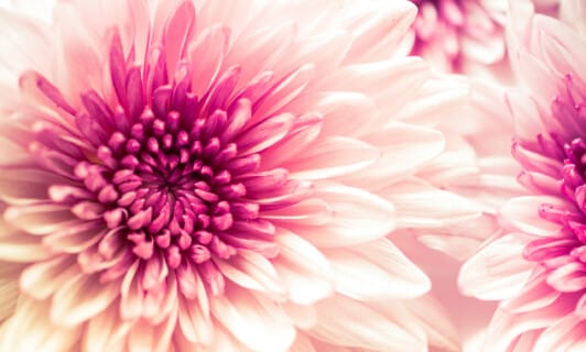 rosafarbene Blüten in Detail