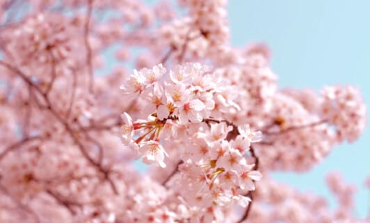 Kirschblüte im Schlosshotel Fleesensee