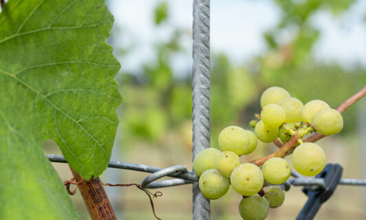 Patenschaft Weinreb im Schlosshotel Fleesensee