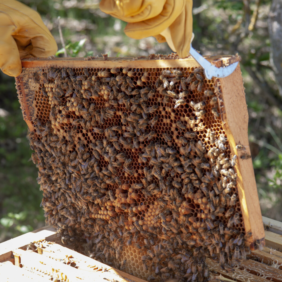 Bienennest der Imkerei am Fleesensee